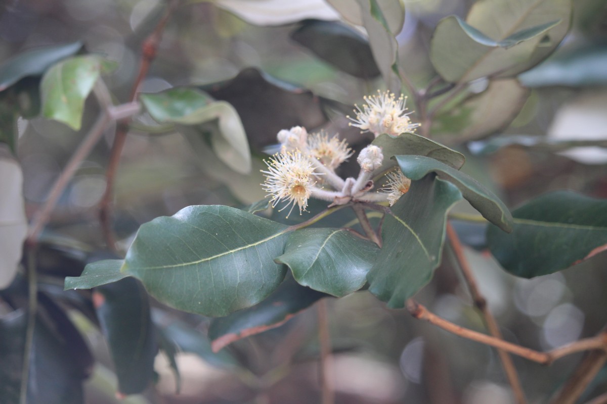 Syncarpia glomulifera (Sm.) Nied.